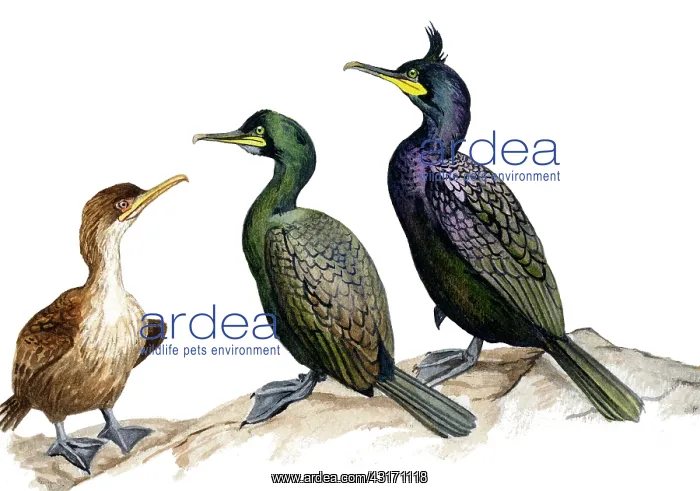 : European Shag : European Shag
