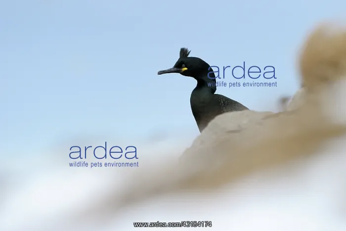 : European Shag : European Shag