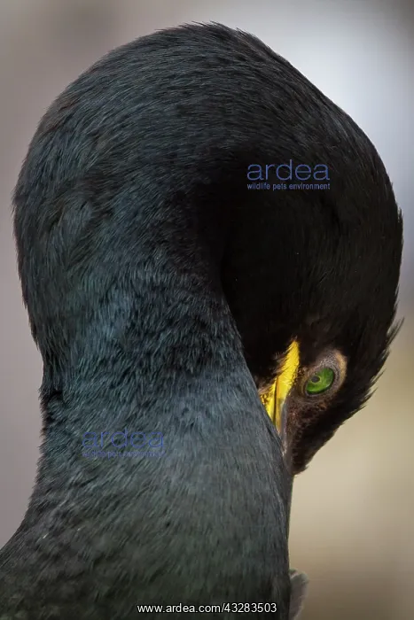 : European Shag - adult portrait : European Shag - adult portrait