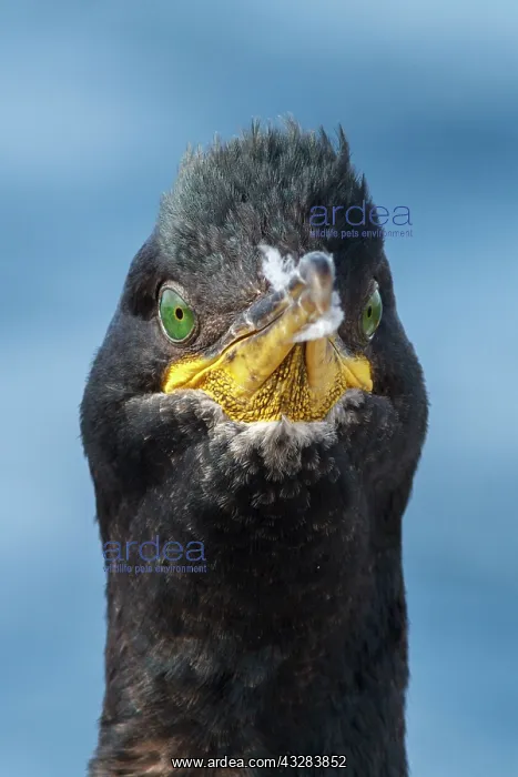 : European Shag - adult portrait : European Shag - adult portrait