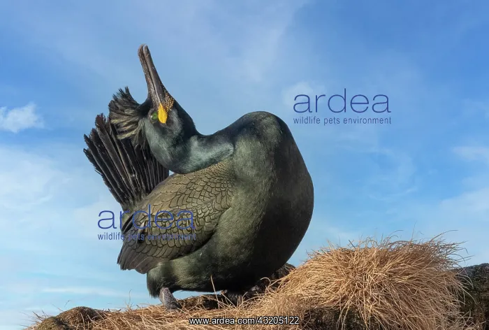 : European shag or common shag (Phalacrocorax aristotelis) : European shag or common shag (Phalacrocorax aristotelis)