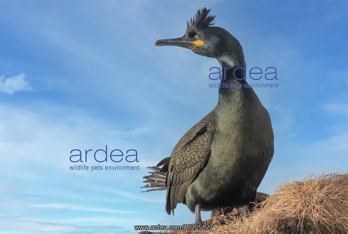 : European shag or common shag (Phalacrocorax aristotelis) : European shag or common shag (Phalacrocorax aristotelis)