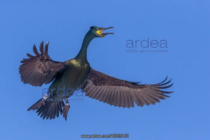 : European shag or common shag (Phalacrocorax aristotelis) : European shag or common shag (Phalacrocorax aristotelis)