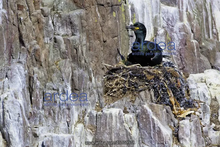 : European Shag (Phalacrocorax aristotelis) on its : European Shag (Phalacrocorax aristotelis) on its