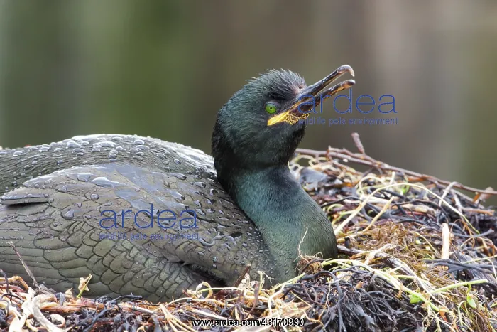 : European Shag (Phalacrocorax aristotelis) on its : European Shag (Phalacrocorax aristotelis) on its