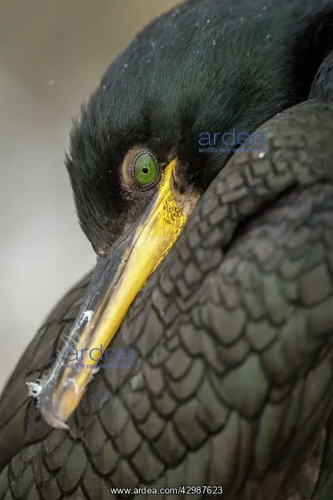 : European Shag (Phalacrocorax aristotelis) - close : European Shag (Phalacrocorax aristotelis) - close