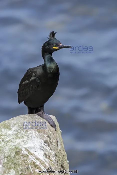 : European shag (Phalacrocorax aristotelis), common : European shag (Phalacrocorax aristotelis), common