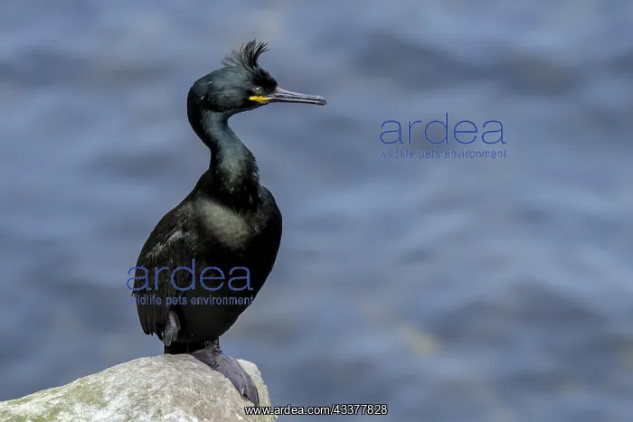 : European shag (Phalacrocorax aristotelis), common : European shag (Phalacrocorax aristotelis), common