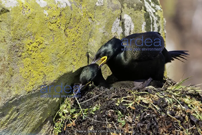 : European Shag (Phalacrocorax aristotelis) coupling : European Shag (Phalacrocorax aristotelis) coupling