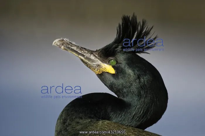 : European Shag (Phalacrocorax aristotelis) on Hornoya : European Shag (Phalacrocorax aristotelis) on Hornoya