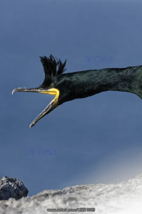 : European Shag (Phalacrocorax aristotelis) on Hornoya : European Shag (Phalacrocorax aristotelis) on Hornoya