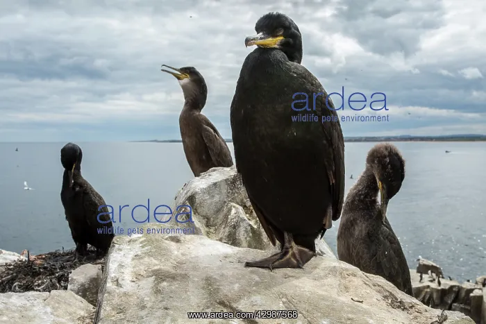 : European Shag (Phalacrocorax aristotelis) - nesting : European Shag (Phalacrocorax aristotelis) - nesting