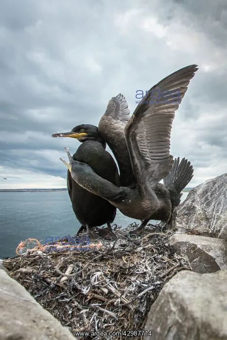 : European Shag (Phalacrocorax aristotelis) - nesting : European Shag (Phalacrocorax aristotelis) - nesting