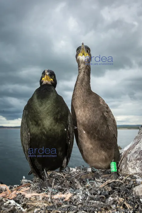 : European Shag (Phalacrocorax aristotelis) - nesting : European Shag (Phalacrocorax aristotelis) - nesting