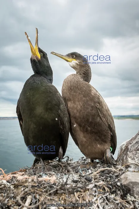 : European Shag (Phalacrocorax aristotelis) - nesting : European Shag (Phalacrocorax aristotelis) - nesting