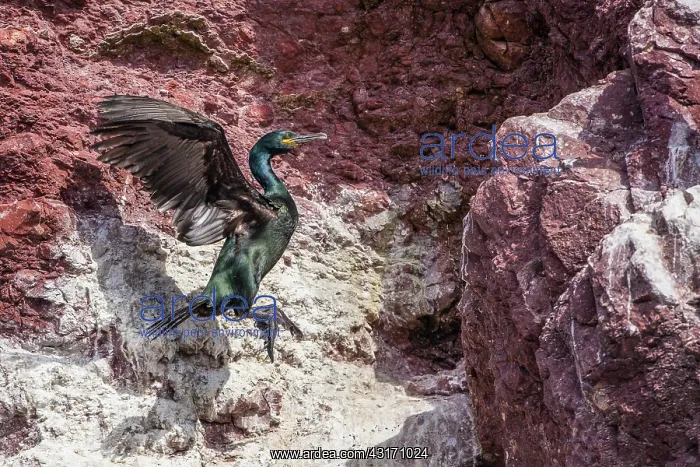 : European Shag (Phalacrocorax aristotelis) posing : European Shag (Phalacrocorax aristotelis) posing