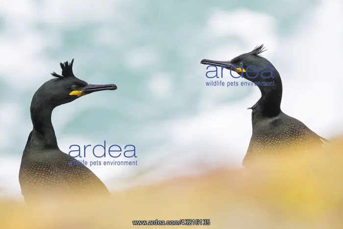 : The European shag (Phalacrocorax aristotelis) s : The European shag (Phalacrocorax aristotelis) s