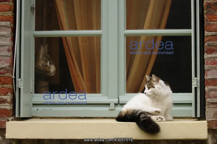 : An european she-cat lying on a window Yport France : An european she-cat lying on a window Yport France