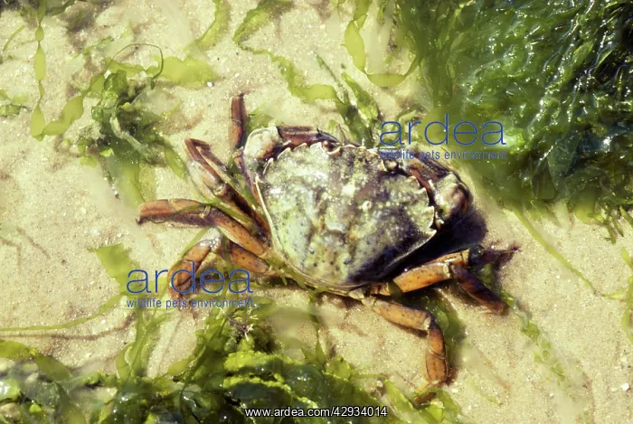 : European Shore / European Green CRAB : European Shore / European Green CRAB