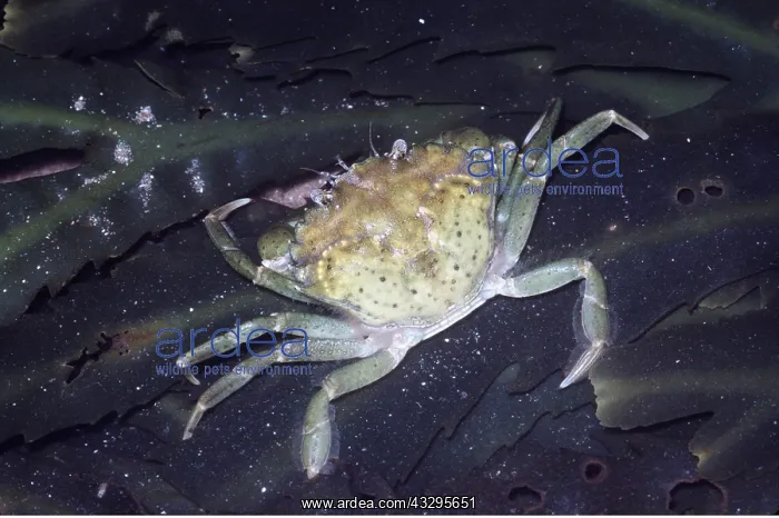 : European Shore / European Green CRAB : European Shore / European Green CRAB