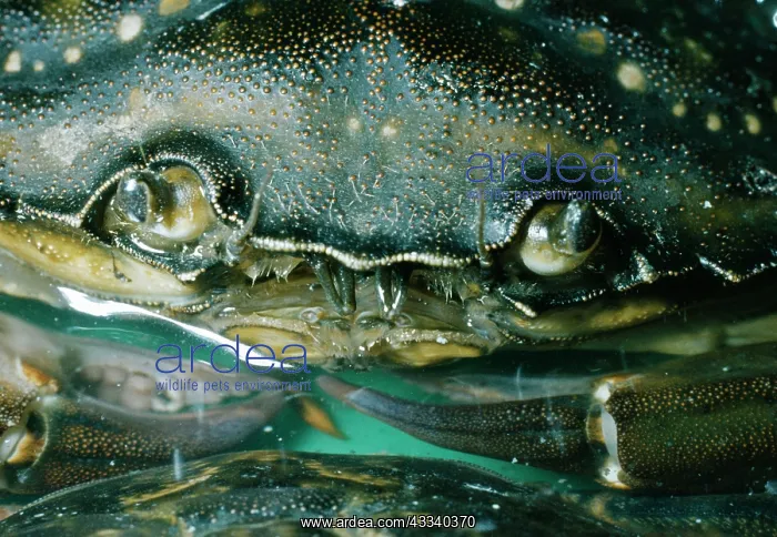 : European Shore / European Green Crab - Eyes & Antennae : European Shore / European Green Crab - Eyes & Antennae