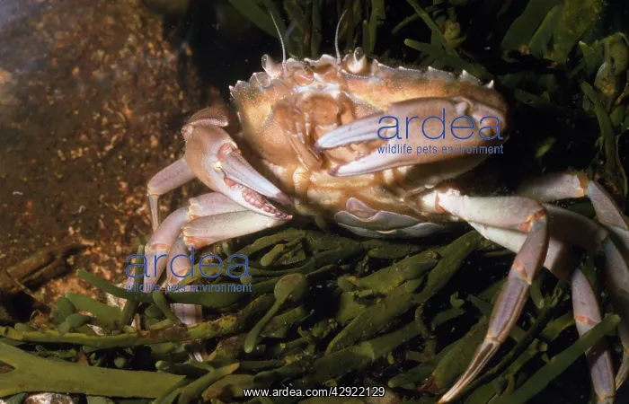 : European Shore / European Green CRAB - AMONG SEAWEED : European Shore / European Green CRAB - AMONG SEAWEED