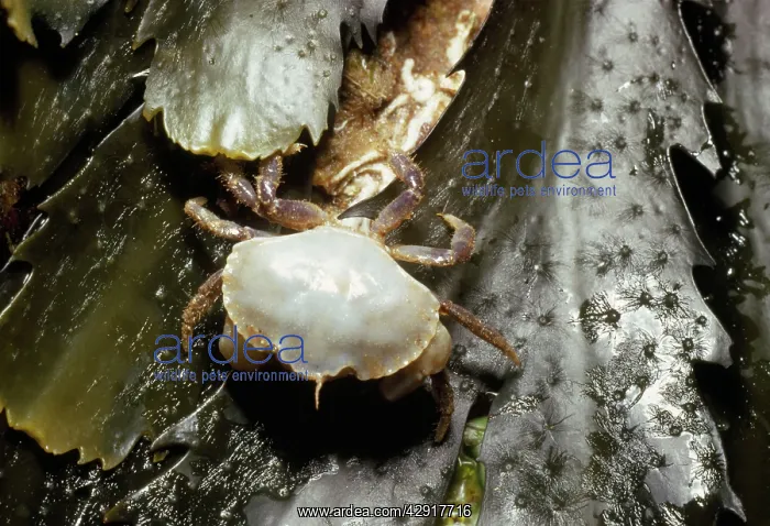 : European Shore / European Green CRAB - young : European Shore / European Green CRAB - young