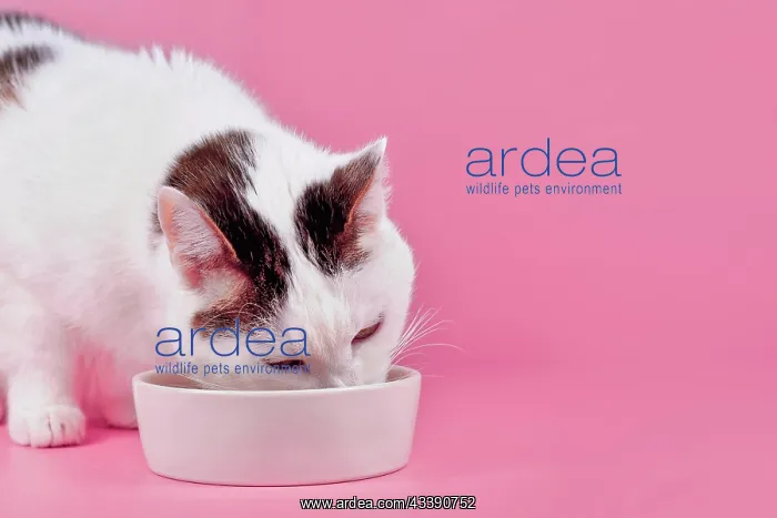 : European shorthair cat eating food out of bowl in : European shorthair cat eating food out of bowl in