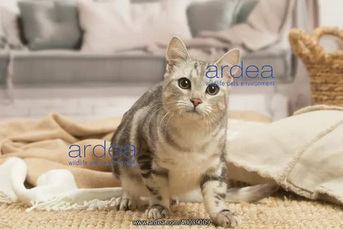 : European shorthair cat indoors : European shorthair cat indoors