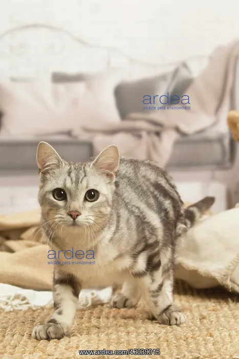 : European shorthair cat indoors : European shorthair cat indoors