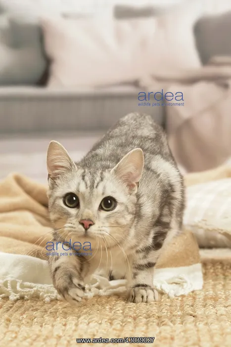 : European shorthair cat indoors : European shorthair cat indoors