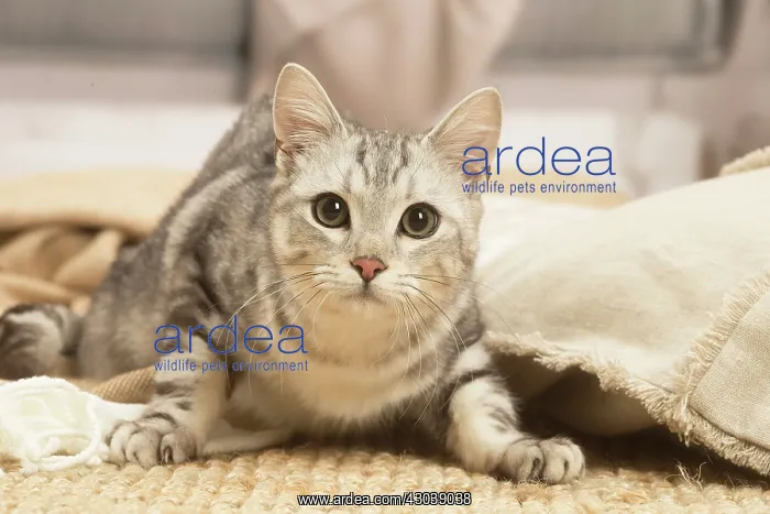 : European shorthair cat indoors : European shorthair cat indoors