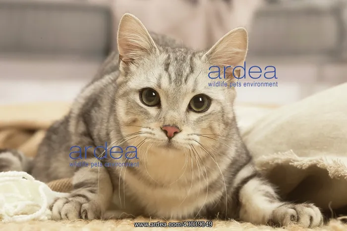 : European shorthair cat indoors : European shorthair cat indoors