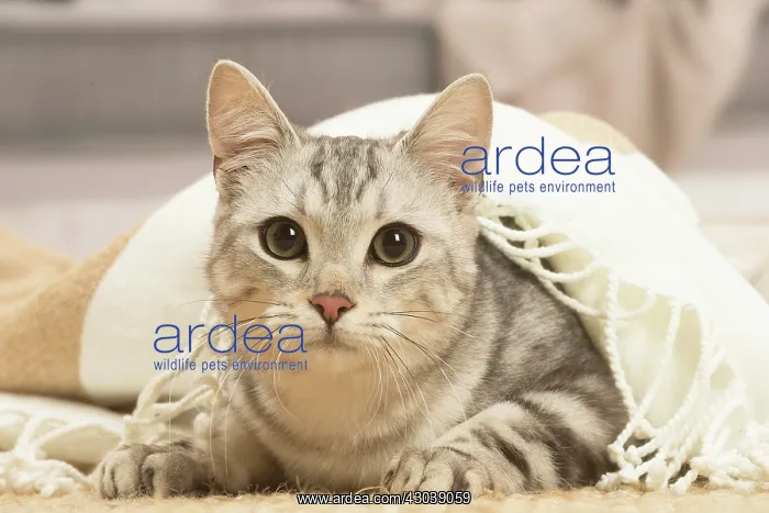 : European shorthair cat indoors : European shorthair cat indoors