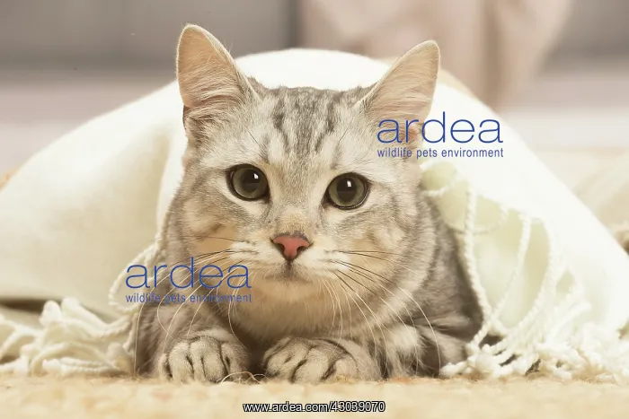 : European shorthair cat indoors : European shorthair cat indoors
