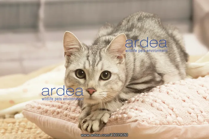 : European shorthair cat indoors : European shorthair cat indoors