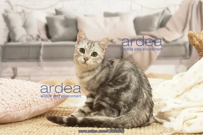 : European shorthair cat indoors : European shorthair cat indoors