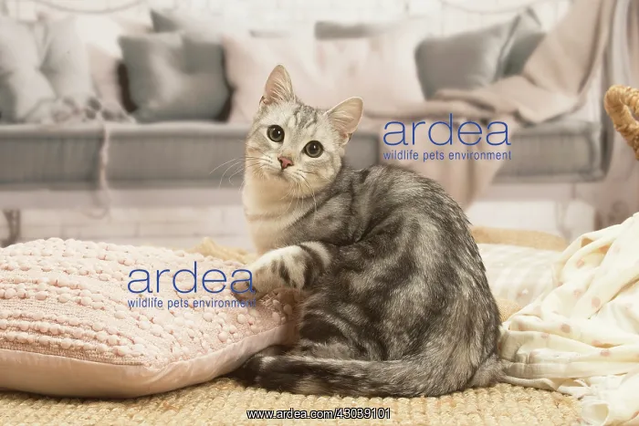 : European shorthair cat indoors : European shorthair cat indoors