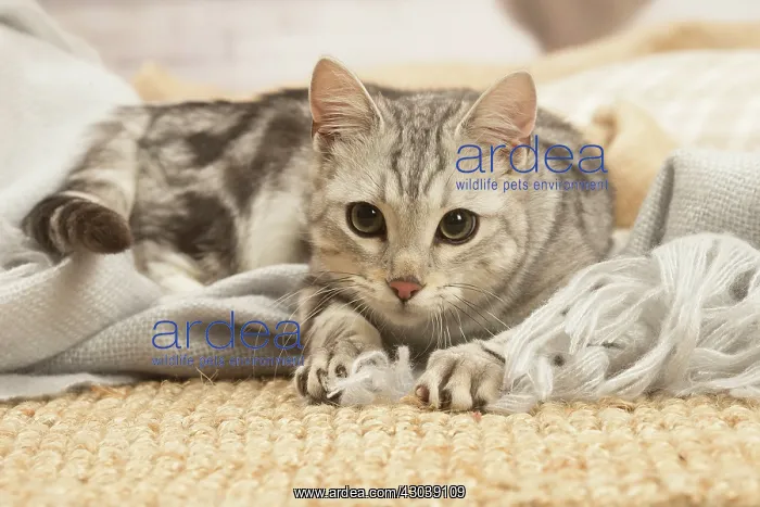 : European shorthair cat indoors : European shorthair cat indoors