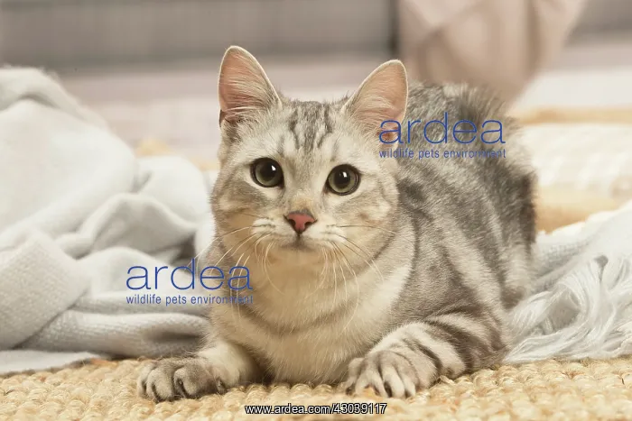 : European shorthair cat indoors : European shorthair cat indoors