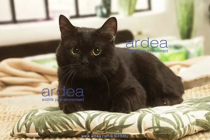 : European shorthair cat indoors : European shorthair cat indoors