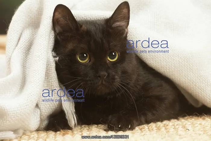 : European shorthair cat indoors : European shorthair cat indoors