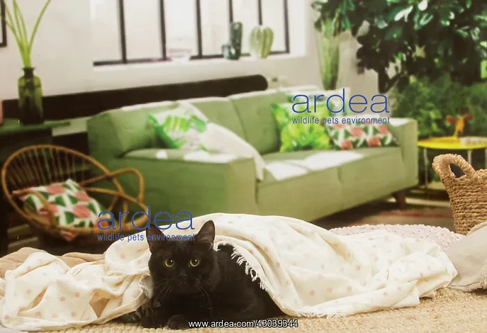 : European shorthair cat indoors : European shorthair cat indoors
