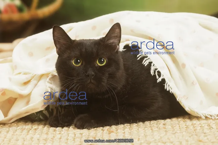 : European shorthair cat indoors : European shorthair cat indoors