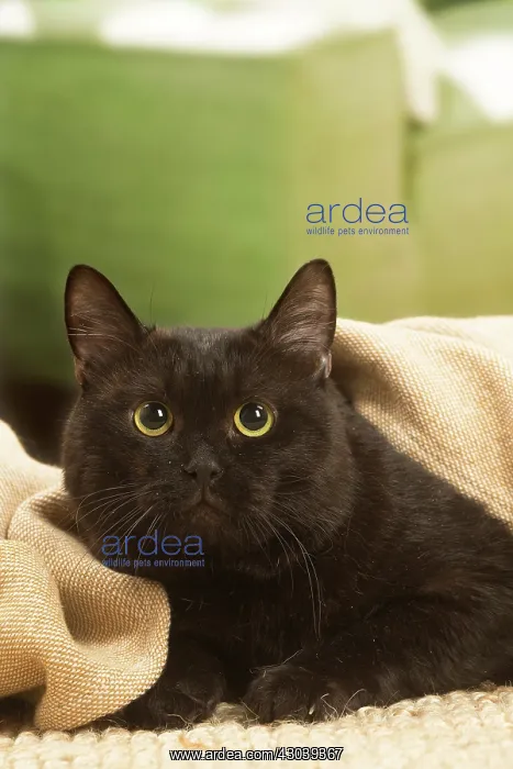 : European shorthair cat indoors : European shorthair cat indoors