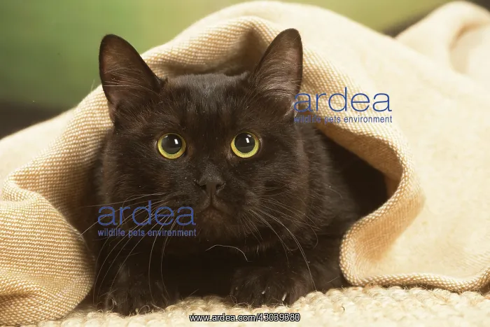 : European shorthair cat indoors : European shorthair cat indoors