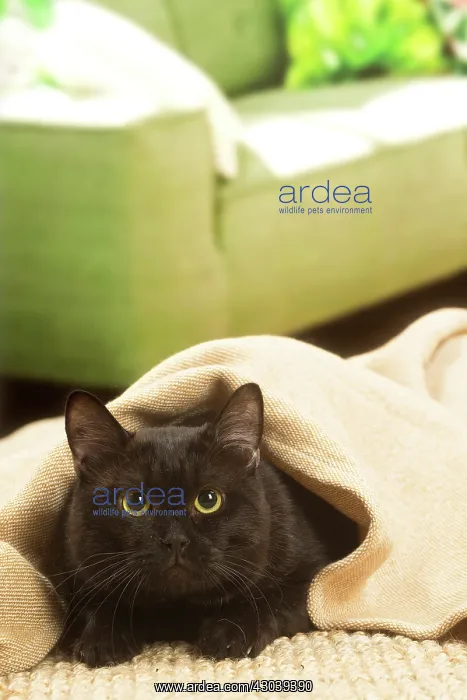 : European shorthair cat indoors : European shorthair cat indoors