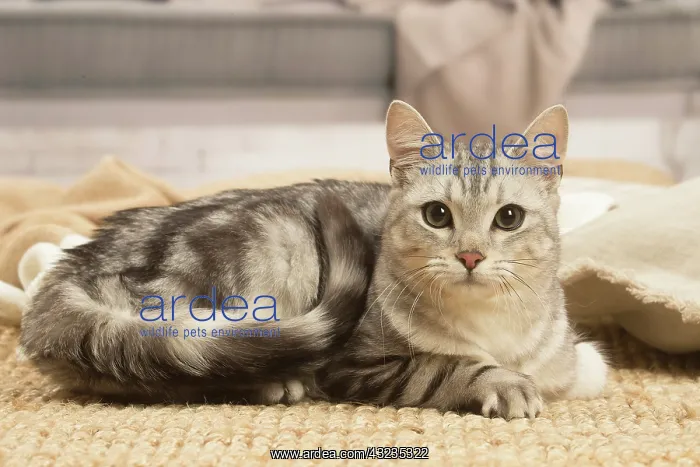 : European shorthair cat indoors : European shorthair cat indoors