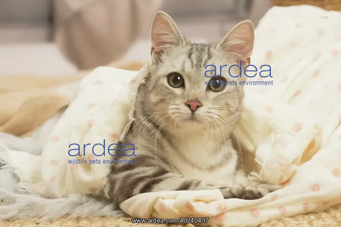 : European shorthair cat indoors : European shorthair cat indoors