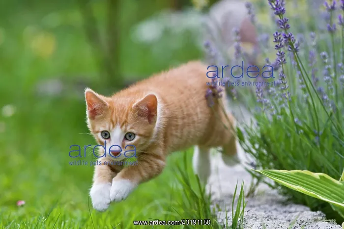 : European shorthair cat is jumping in a meadow : European shorthair cat is jumping in a meadow